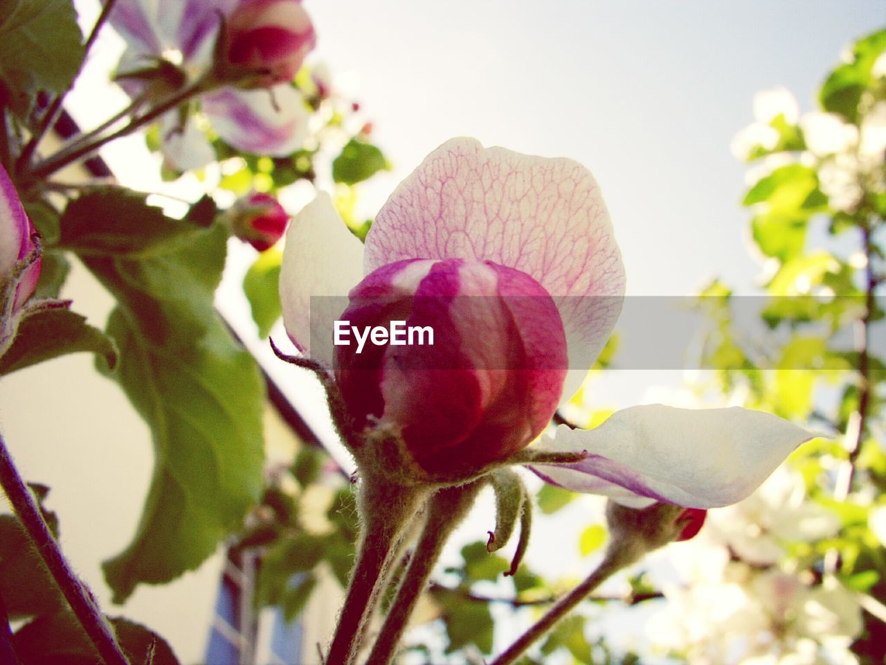 Close-up of peony