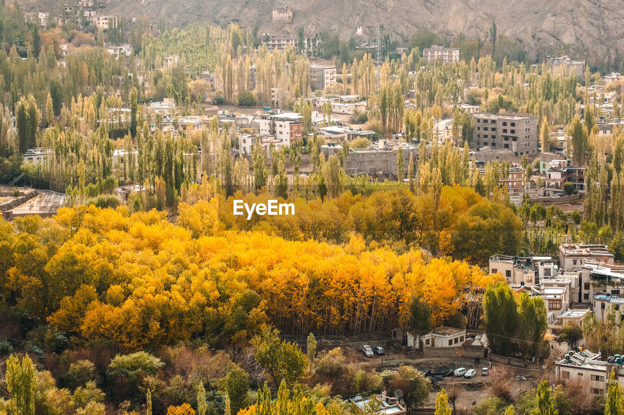 High angle view of trees and buildings in city