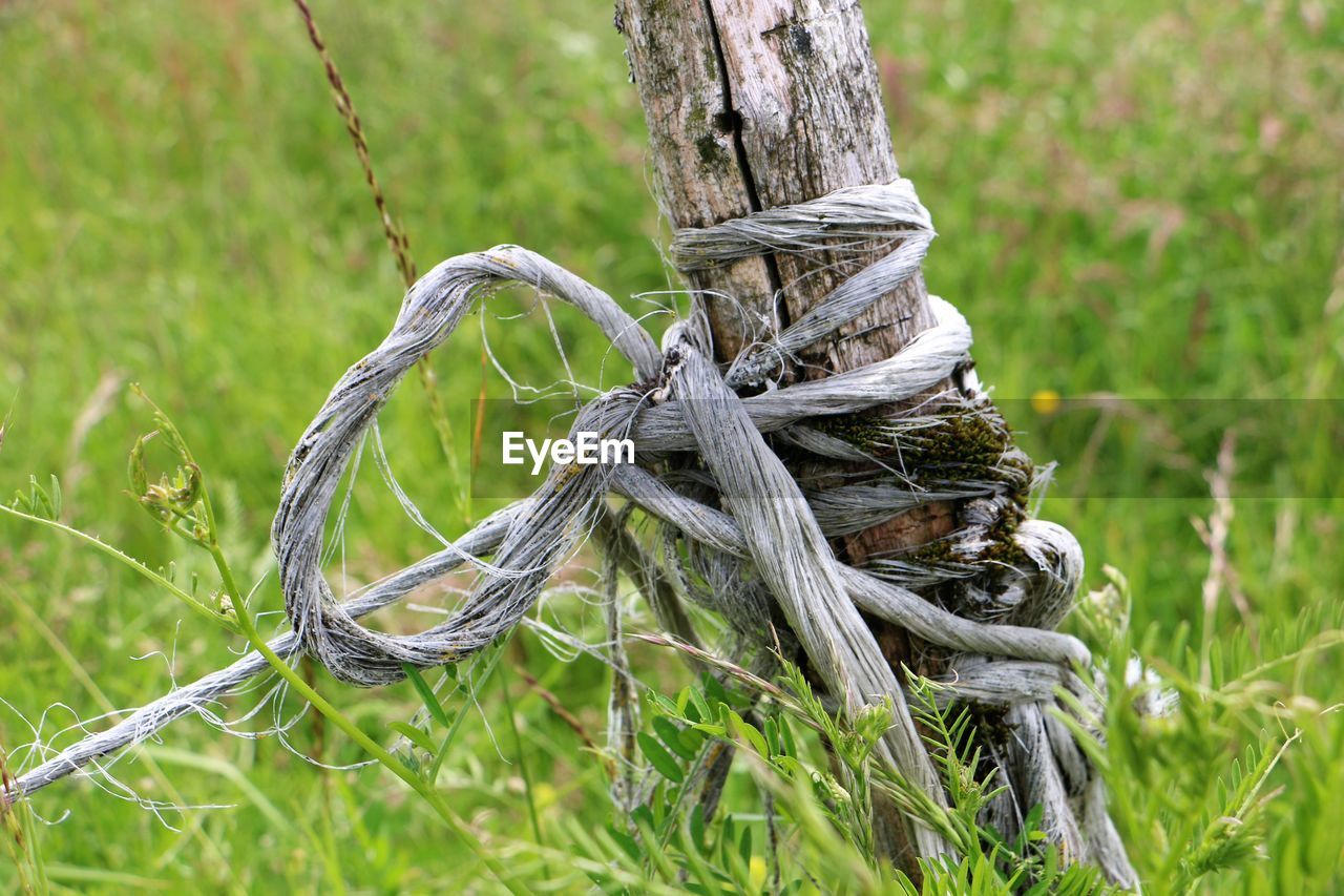 CLOSE-UP OF ROPE TIED ON TREE TRUNK