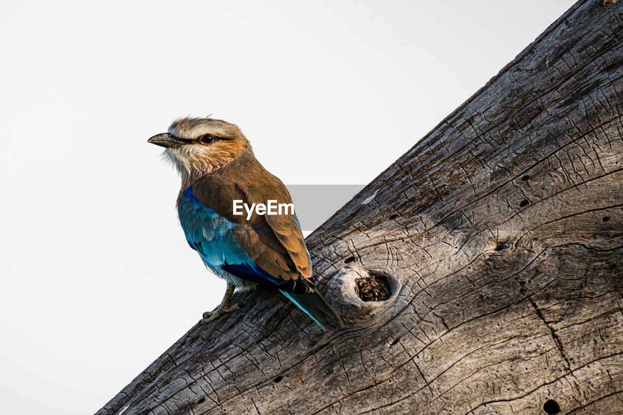 LOW ANGLE VIEW OF BIRD PERCHING ON A TREE