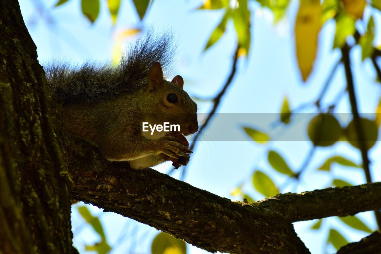 animal, animal themes, animal wildlife, tree, nature, one animal, wildlife, squirrel, mammal, branch, plant, no people, low angle view, green, rodent, outdoors, leaf, yellow, autumn, day, jungle