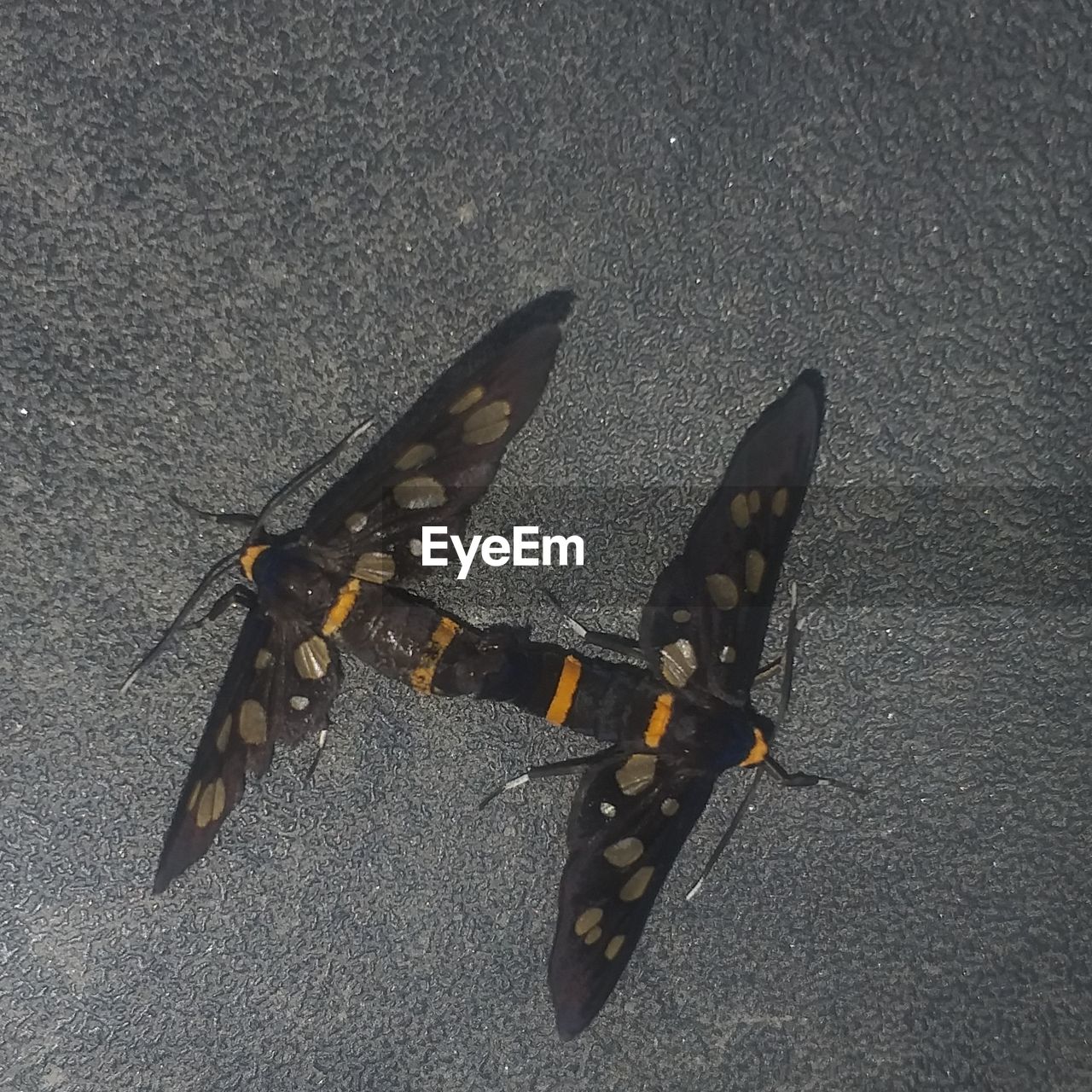 HIGH ANGLE VIEW OF INSECT ON THE ROAD