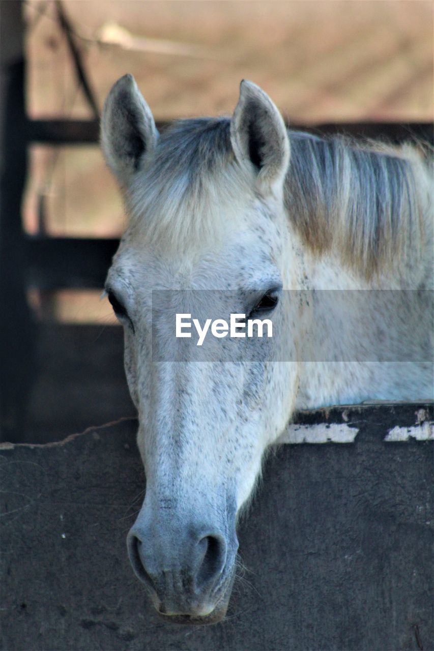 A horse on a farm in formentera del segura, alicante, spain