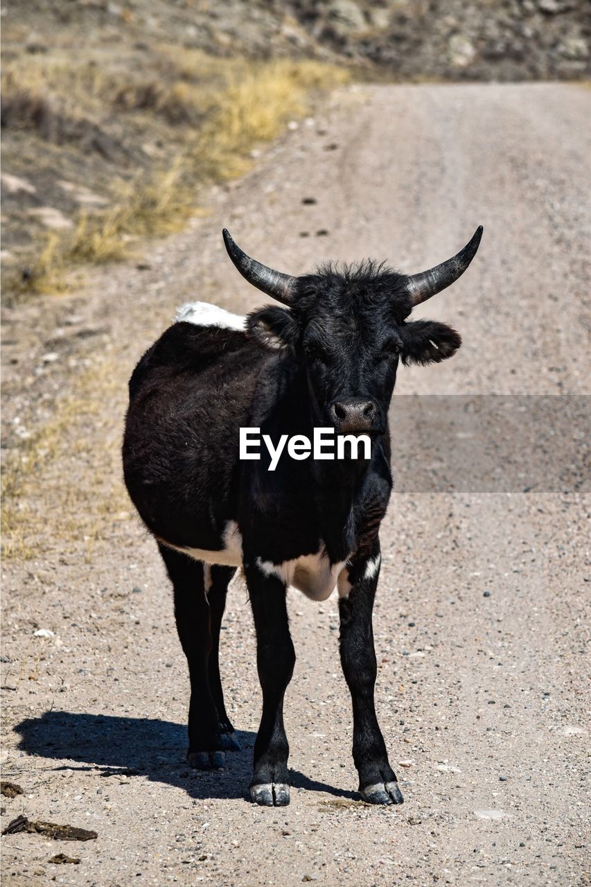 Portrait of black steer standing outdoors