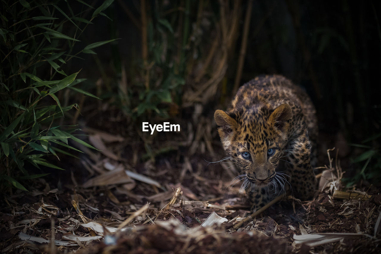 North china leopard.