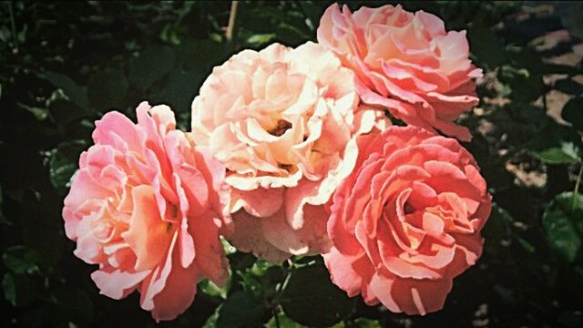 CLOSE-UP OF ROSE BLOOMING OUTDOORS