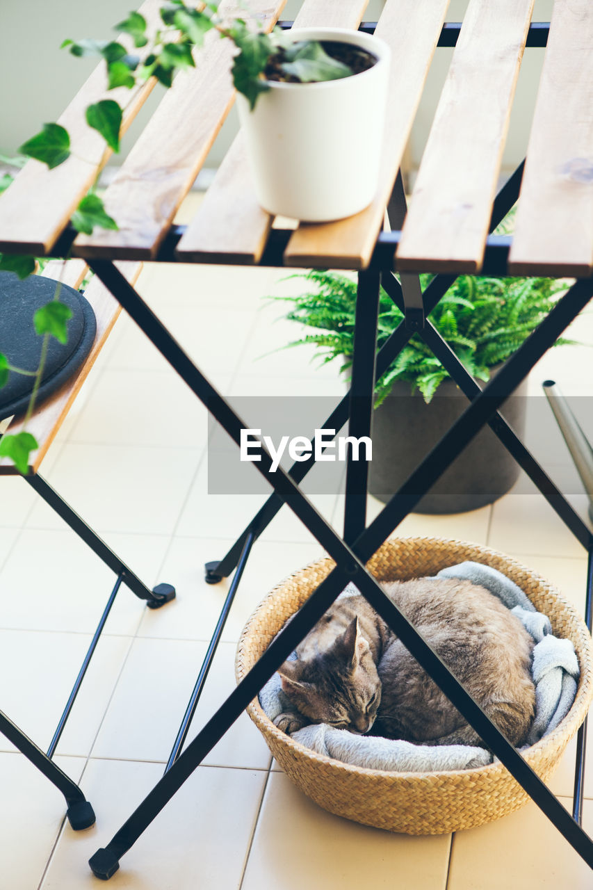 HIGH ANGLE VIEW OF CAT RESTING ON TABLE