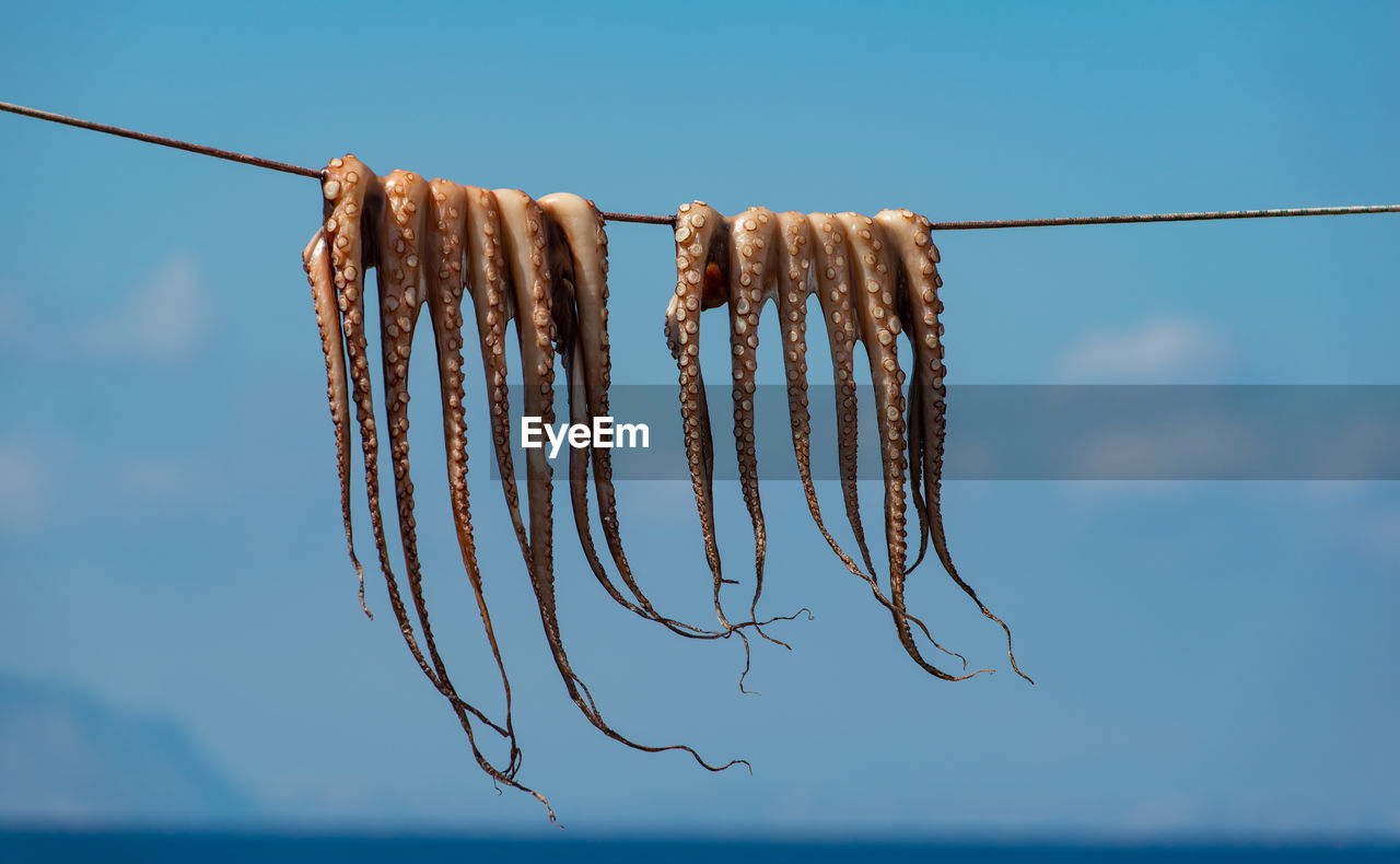 Traditional greek seafood - octopus hangs on a leash to dry