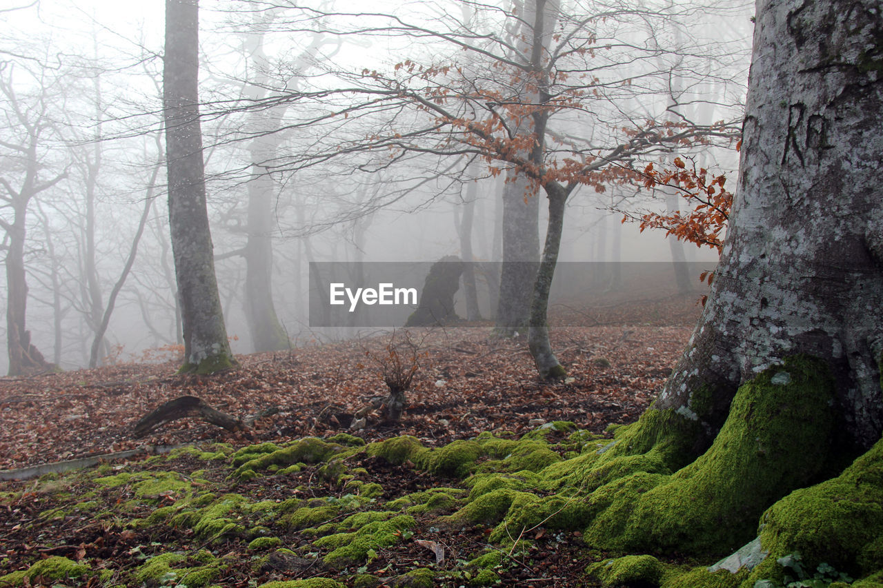 Trees in forest