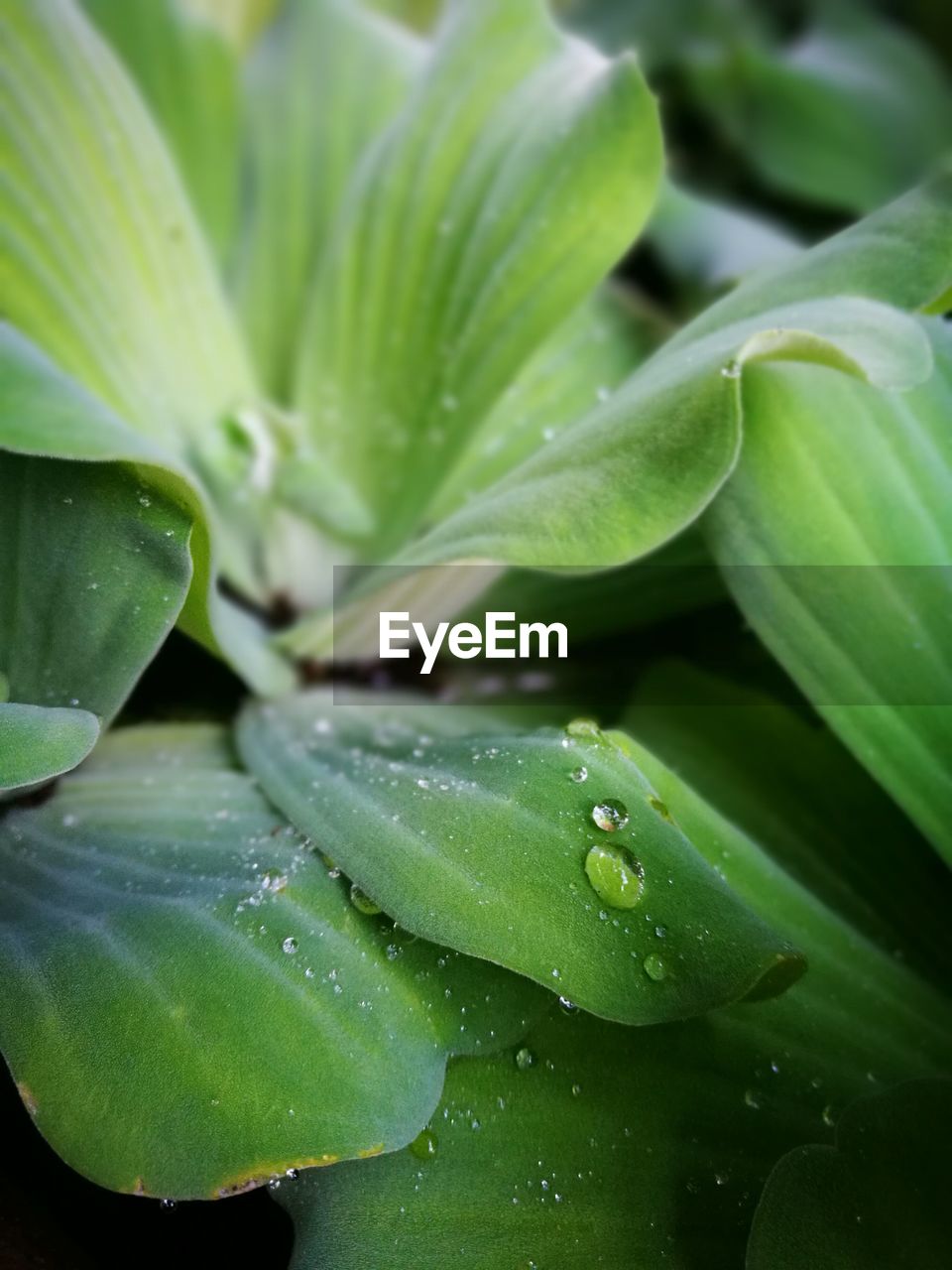 Close-up of water drops on leaves