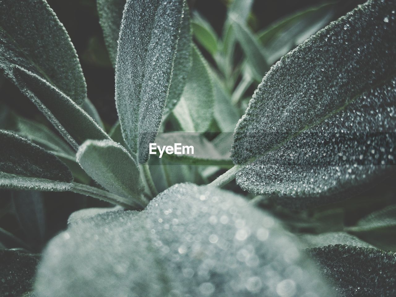 Macro shot of leaf