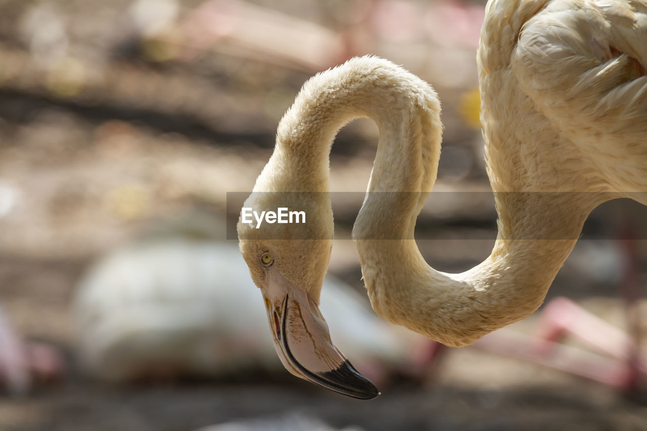 Close-up of a bird