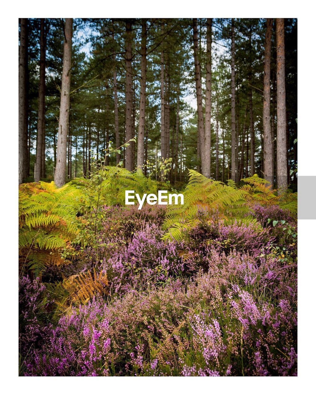 VIEW OF FLOWERS IN FOREST