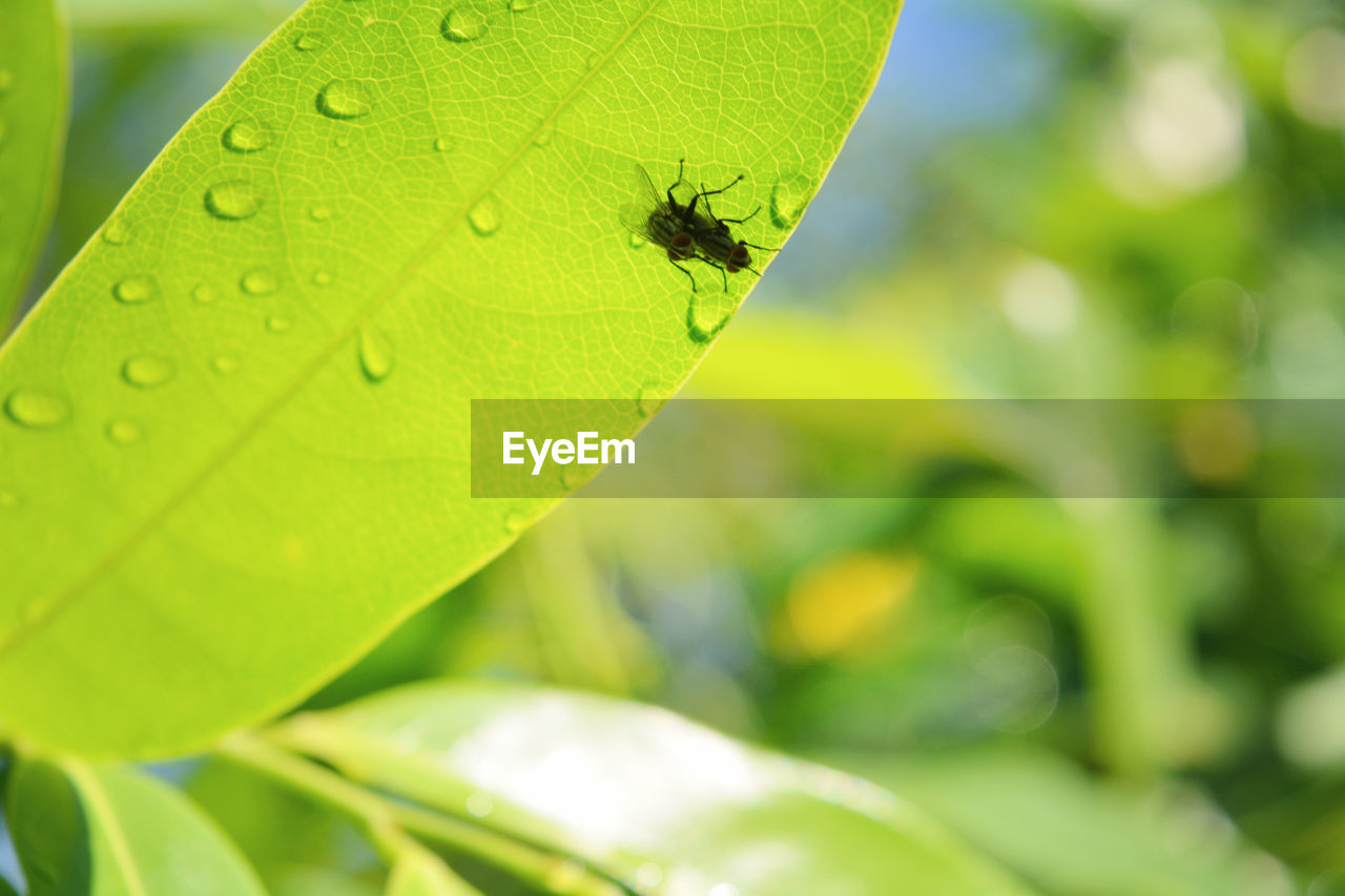 Animal Animal Themes Animal Wildlife Animals In The Wild Beauty In Nature Close-up Day Focus On Foreground Green Color Growth Insect Invertebrate Leaf Nature No People One Animal Outdoors Plant Plant Part Selective Focus EyeEmNewHere