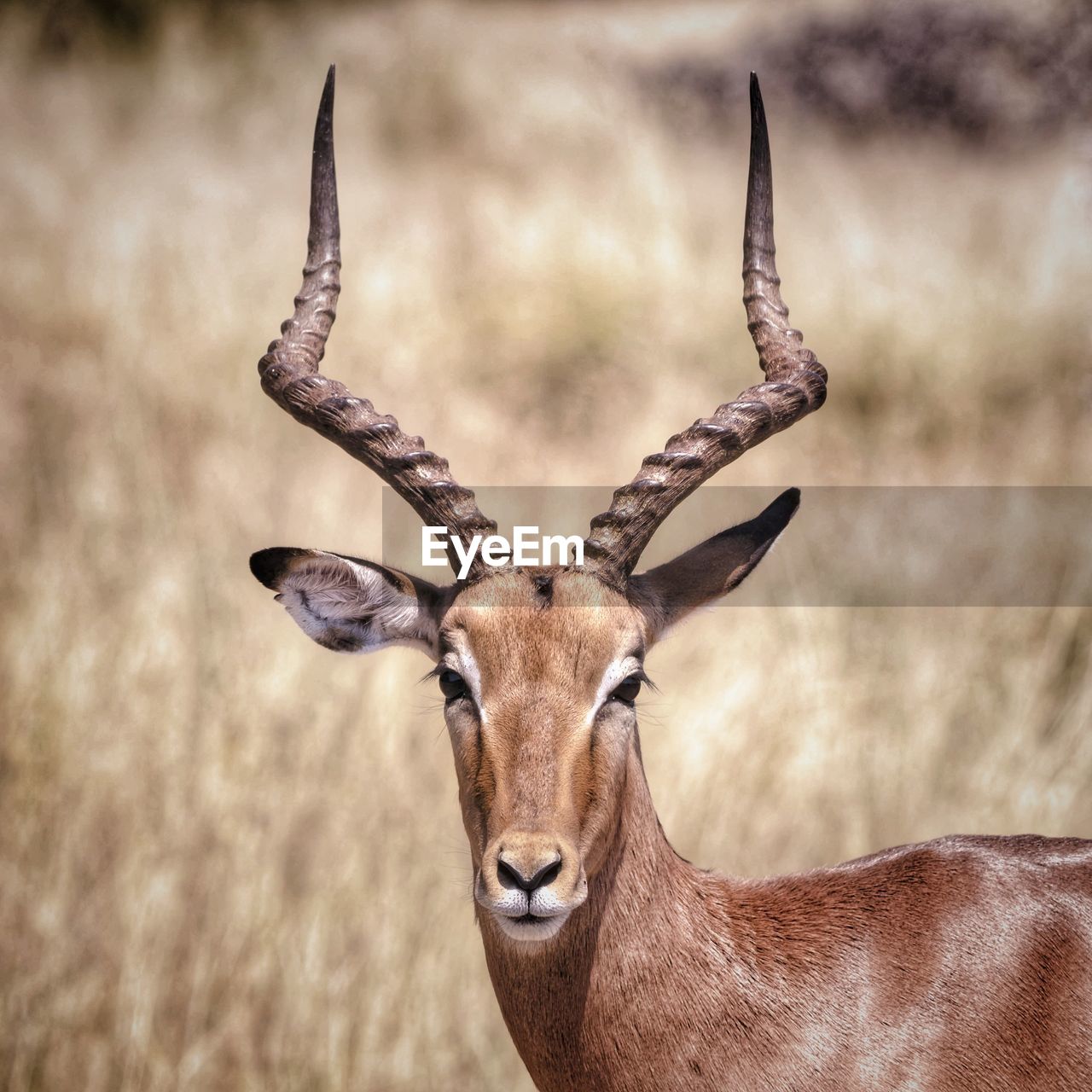 Close-up of impala on land