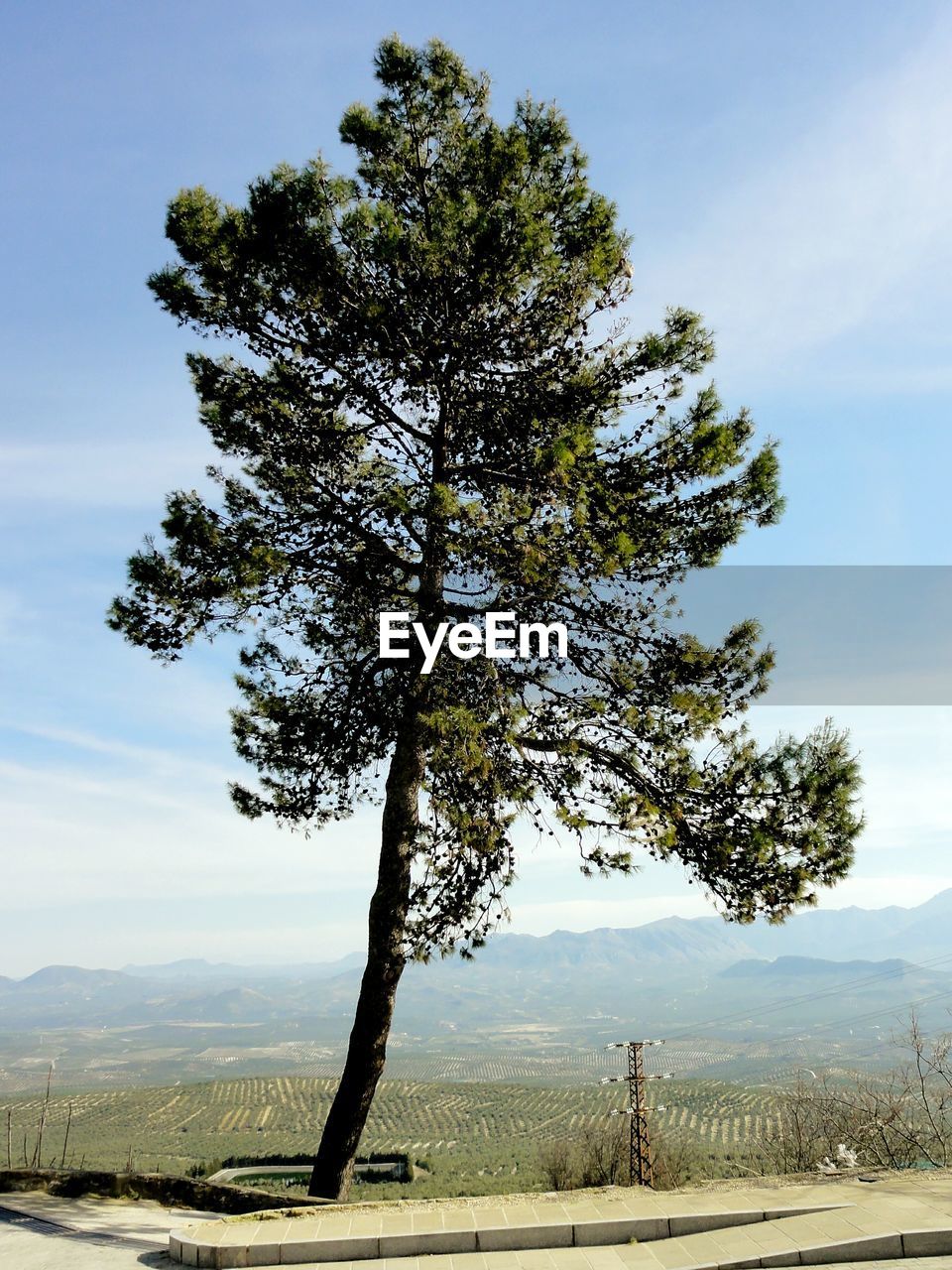 View of single tree on hill