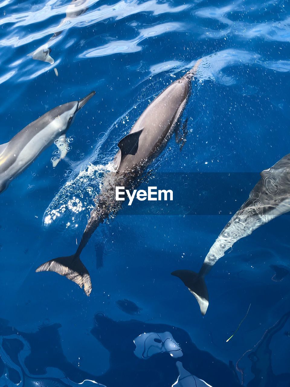 AERIAL VIEW OF FISH SWIMMING