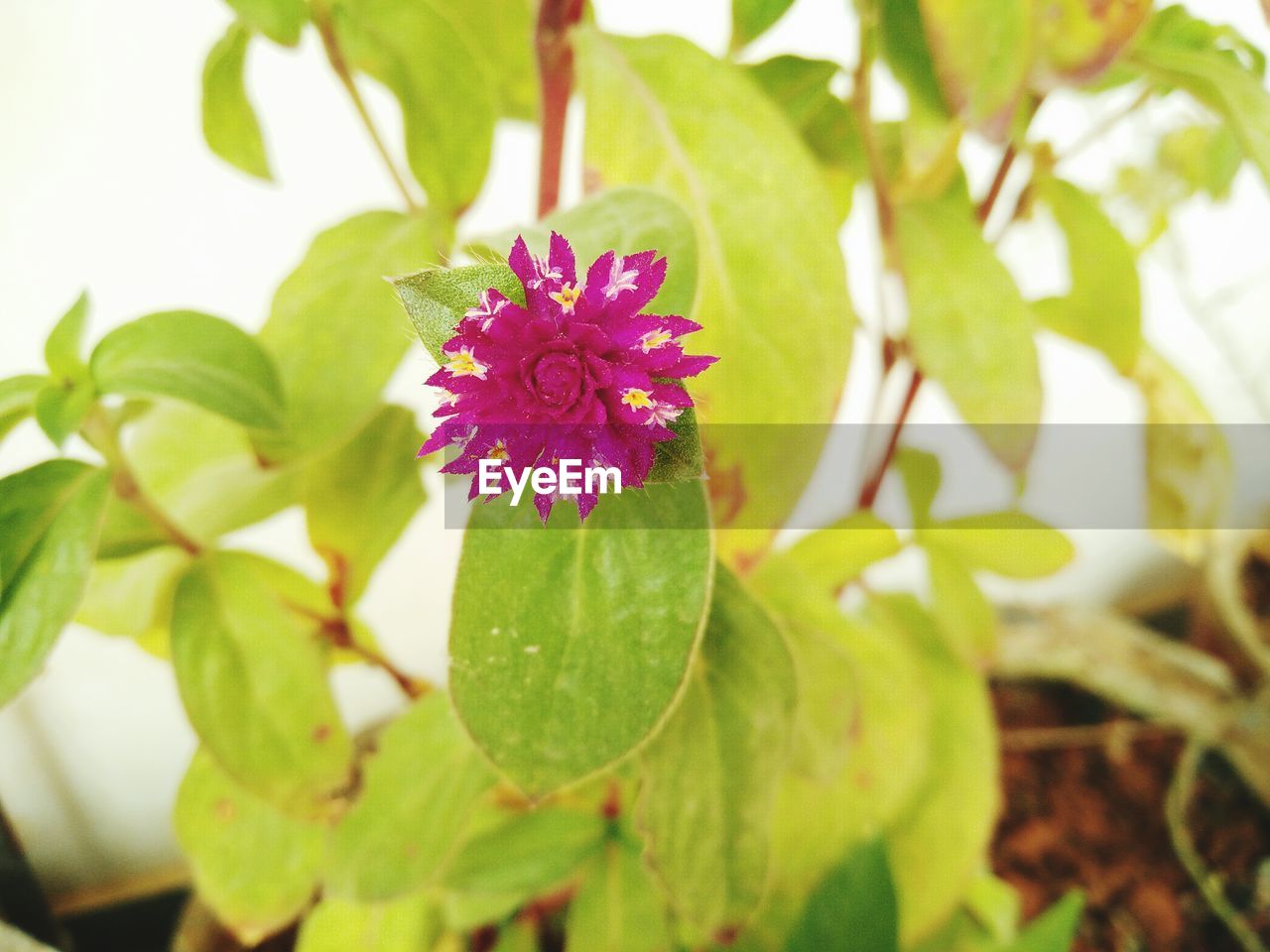 Close-up of flower blooming outdoors