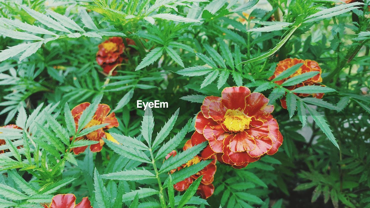 High angle view of red flowers blooming in garden