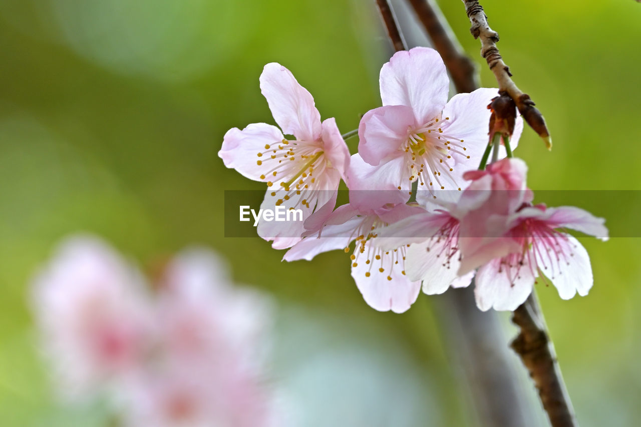 plant, flower, flowering plant, freshness, beauty in nature, fragility, blossom, close-up, springtime, nature, tree, growth, flower head, petal, pink, macro photography, produce, pollen, branch, food, focus on foreground, inflorescence, no people, botany, stamen, outdoors, selective focus, animal wildlife, fruit, white, day, animal themes, animal, cherry blossom, food and drink, twig, spring, fruit tree, environment, tranquility, macro, insect