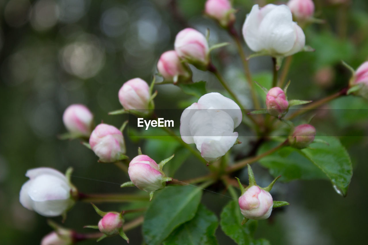 CLOSE-UP OF FRESH WHITE FLOWERING PLANT