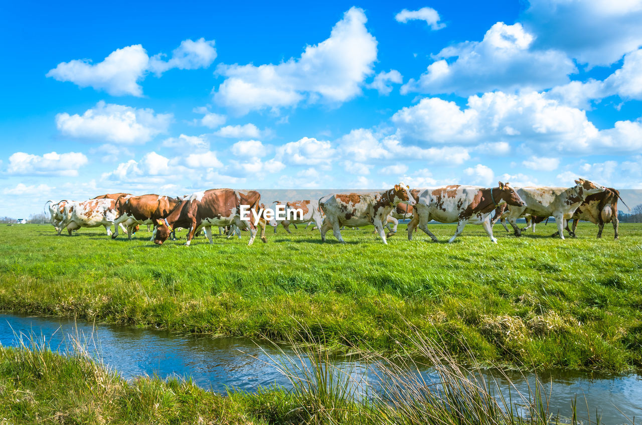 COWS GRAZING ON FIELD BY WATER AGAINST SKY