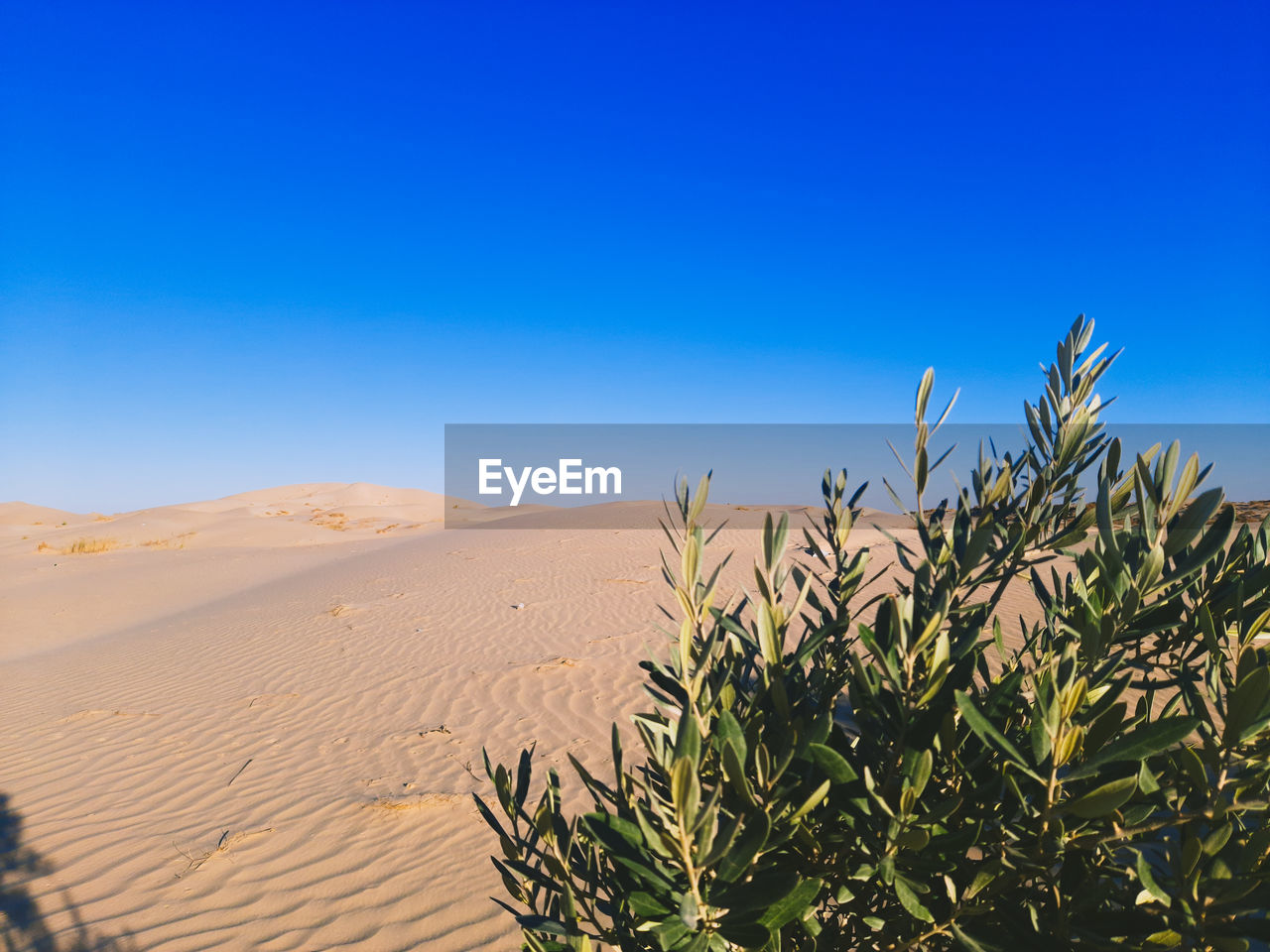 PLANTS GROWING ON SAND AGAINST CLEAR BLUE SKY