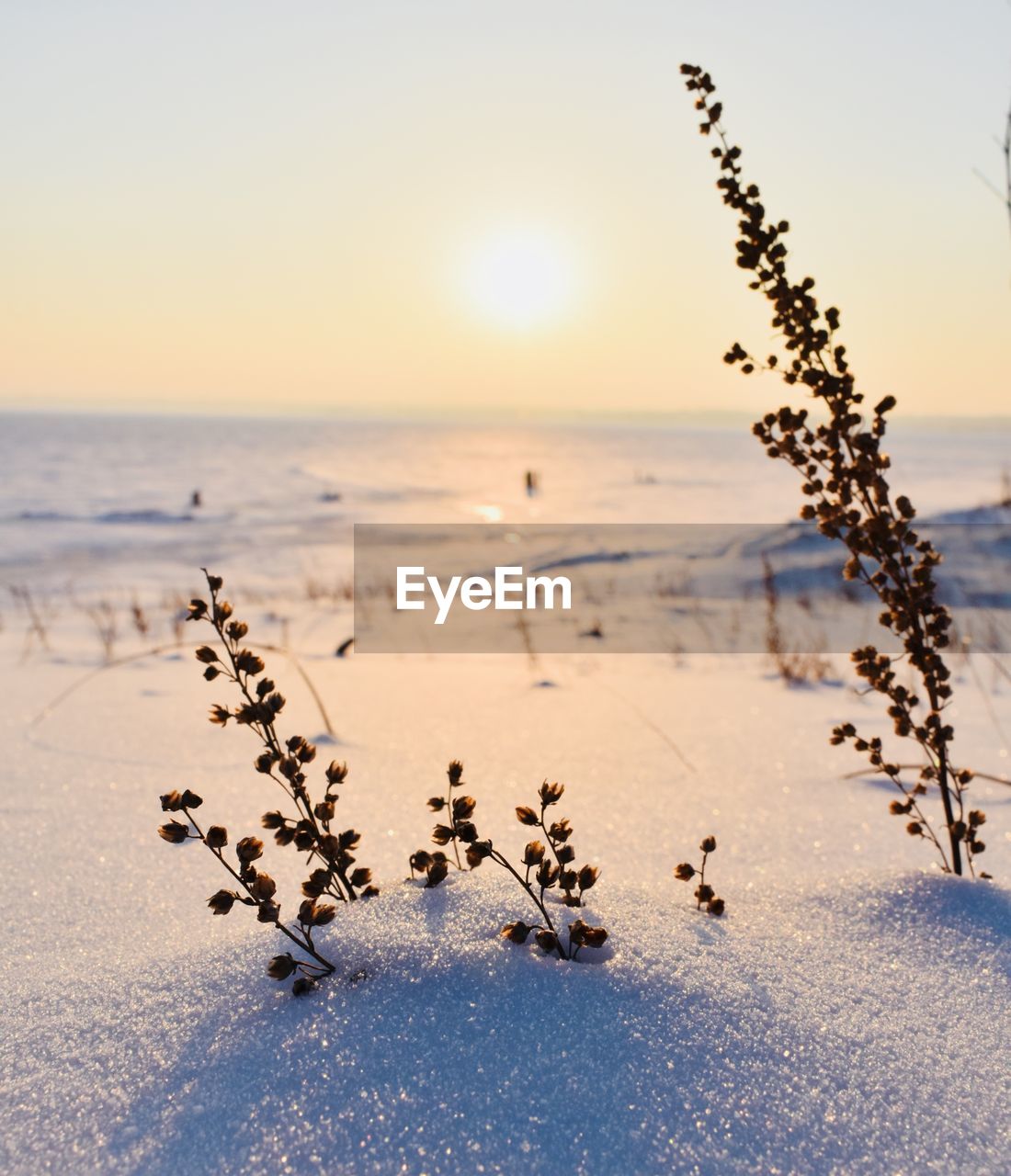 Close-up of plants in snow during sunset