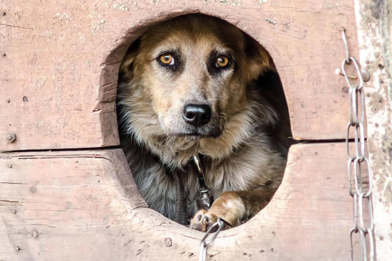 PORTRAIT OF DOG BY WALL AGAINST BRICK WALLS