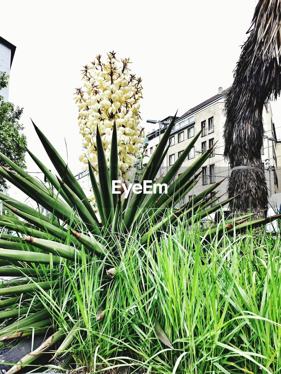 LOW ANGLE VIEW OF PLANTS GROWING ON A TREE