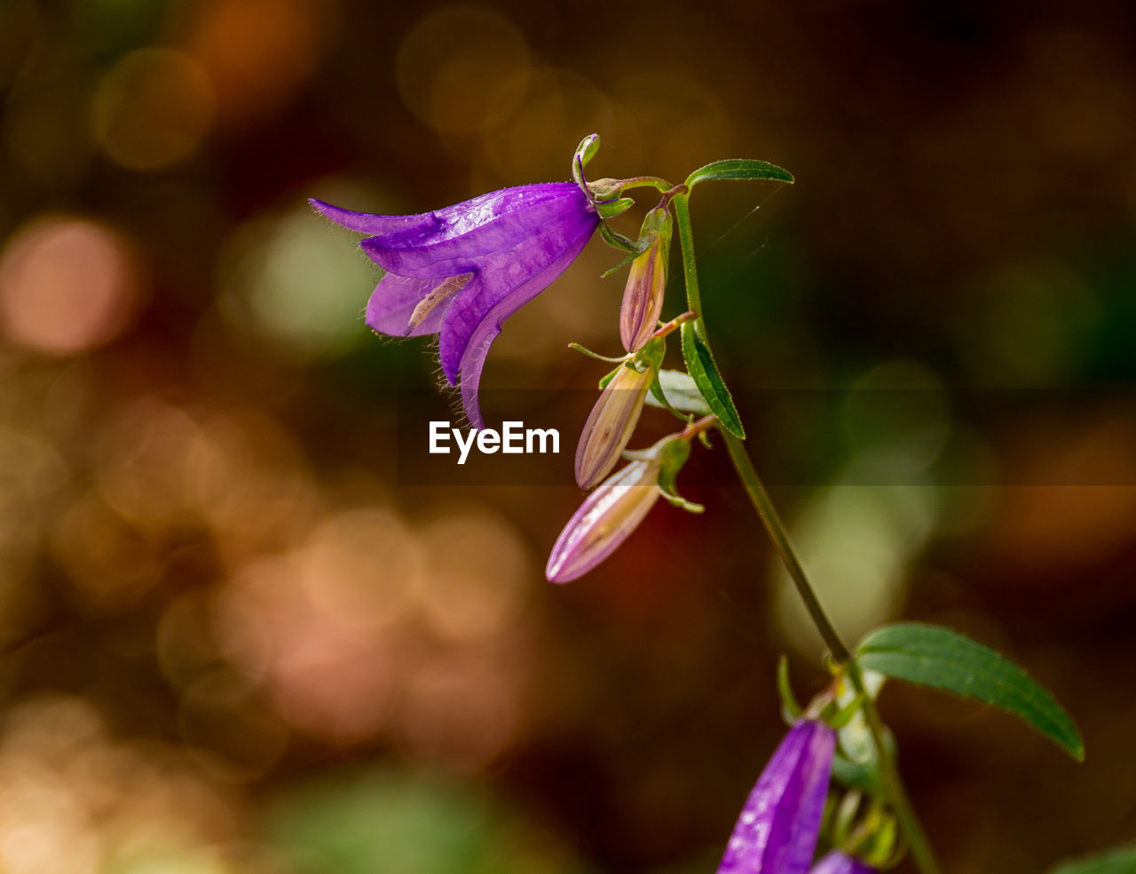 plant, flower, nature, flowering plant, beauty in nature, macro photography, leaf, close-up, freshness, green, fragility, focus on foreground, petal, purple, animal, insect, animal wildlife, blossom, growth, animal themes, no people, flower head, plant part, outdoors, wildflower, one animal, selective focus, springtime, yellow, wildlife, inflorescence, multi colored, animal wing