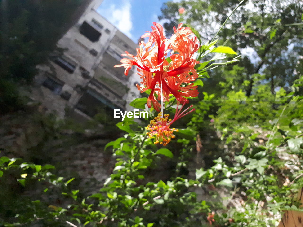 CLOSE-UP OF RED FLOWERING PLANT AGAINST BUILDING