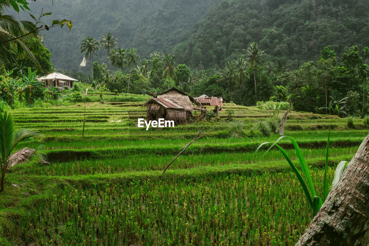 scenic view of agricultural field against mountain