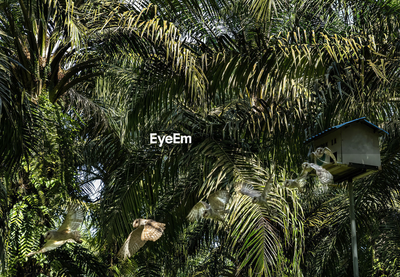low angle view of trees