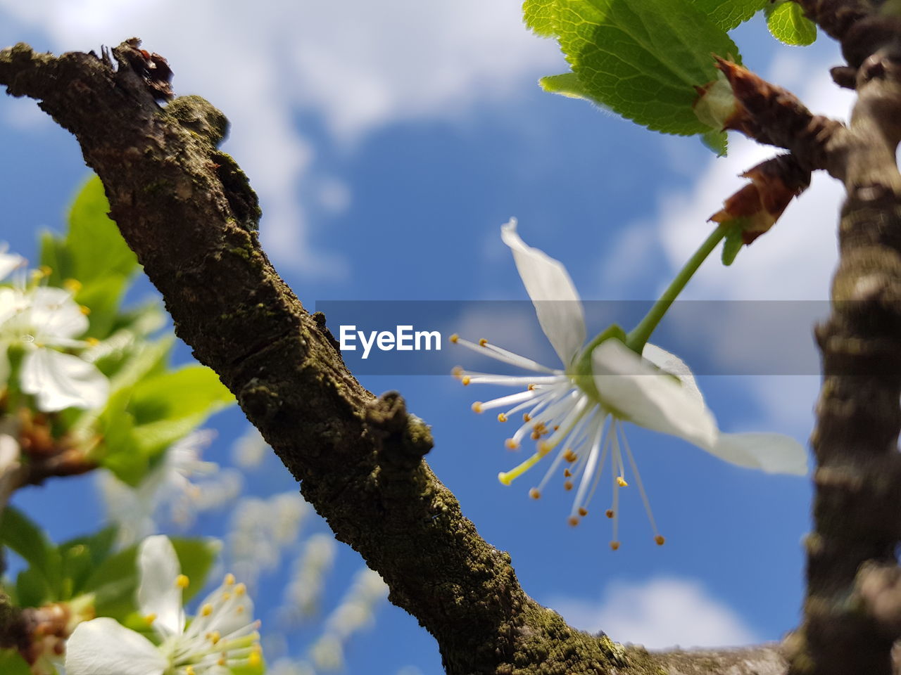 LOW ANGLE VIEW OF CHERRY BLOSSOM TREE AGAINST SKY