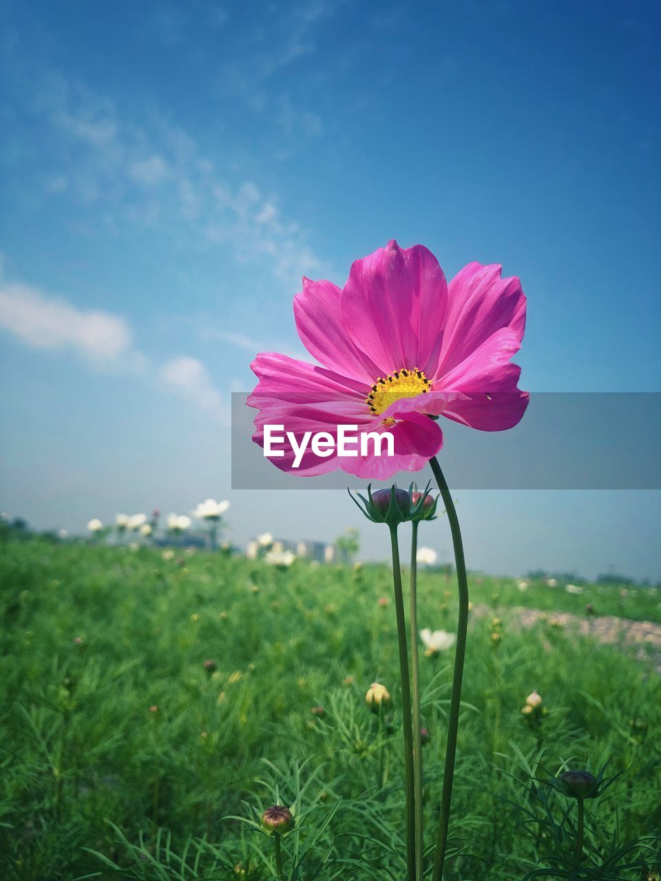 Close-up of pink cosmos flower on field against sky