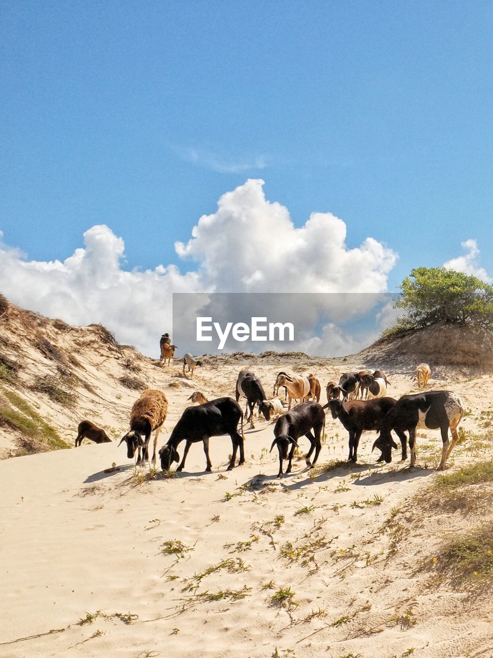Goats grazing on desert field against sky