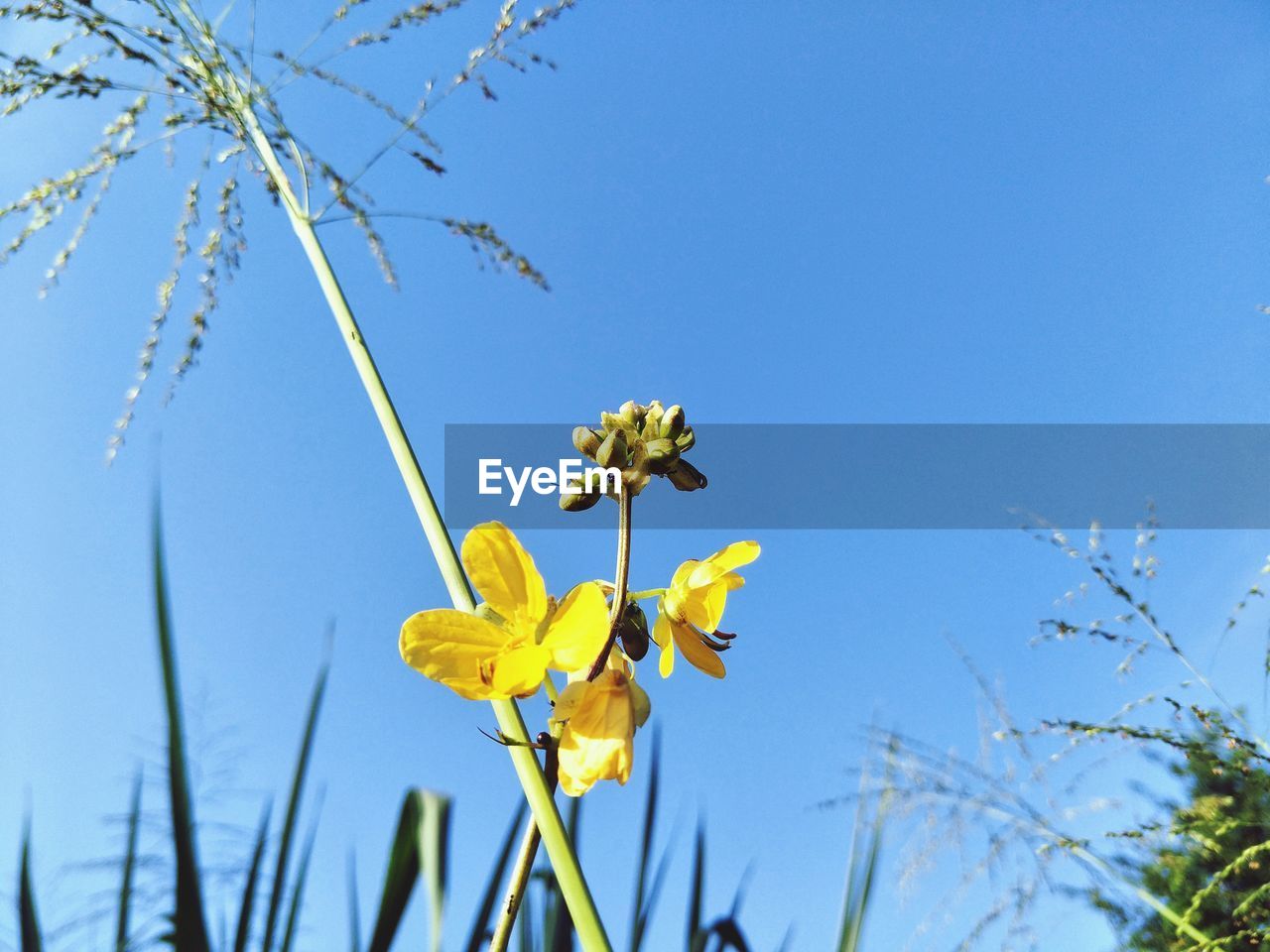 CLOSE-UP OF YELLOW FLOWERING PLANT AGAINST CLEAR BLUE SKY