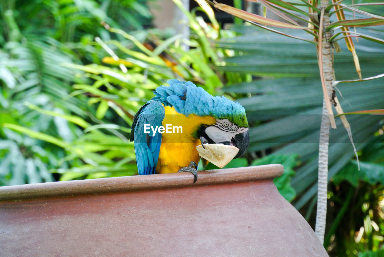 Macaw eating coconut.