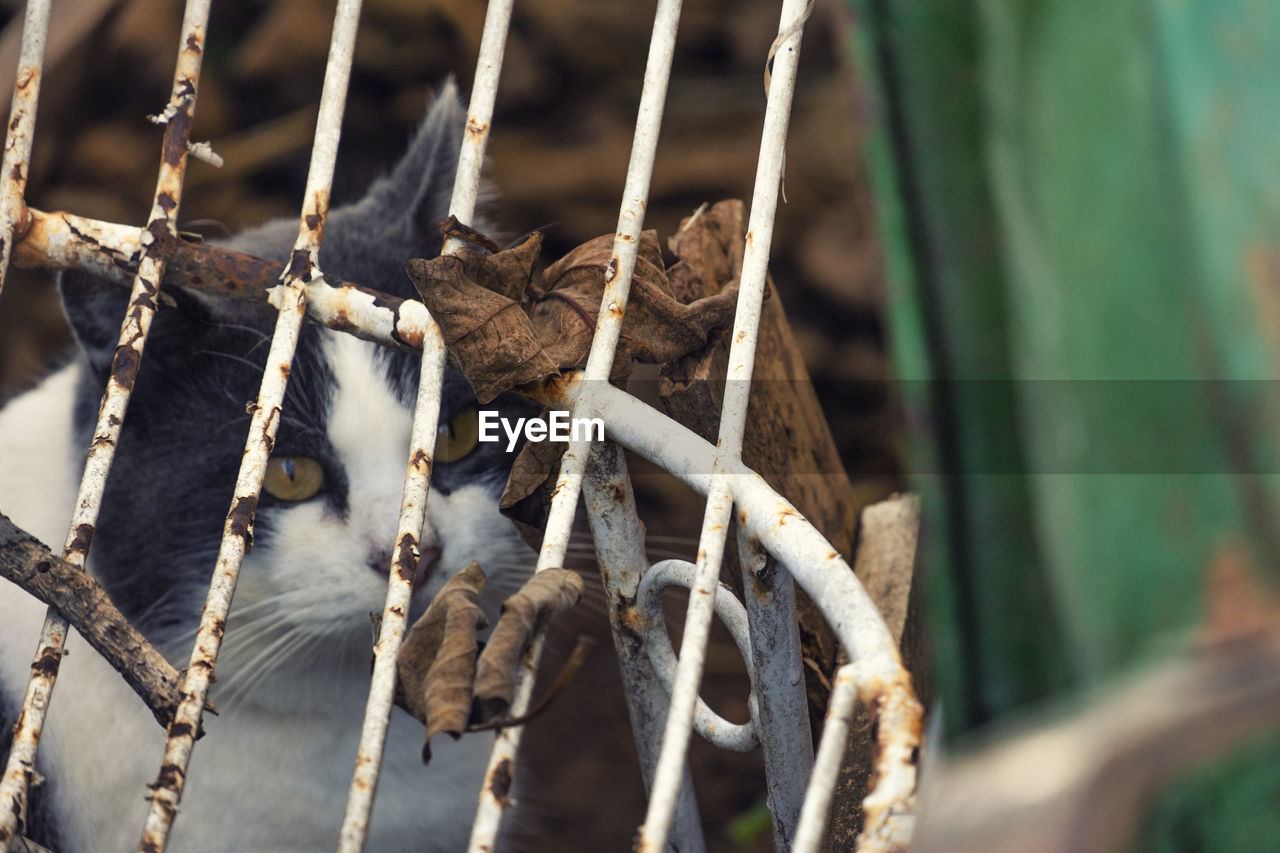 branch, no people, nature, rope, leaf, animal, hanging, spring, day, close-up, focus on foreground, outdoors, wildlife, animal themes, macro photography, plant