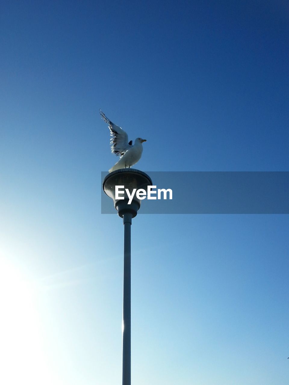 LOW ANGLE VIEW OF SEAGULL PERCHING ON WOODEN POST