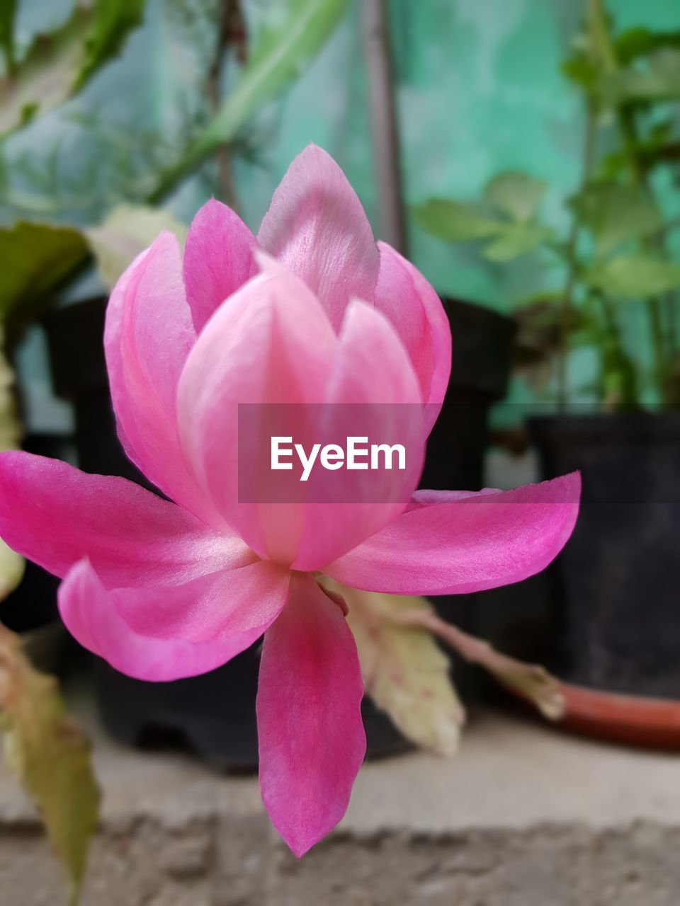 CLOSE-UP OF PINK FLOWERING PLANTS