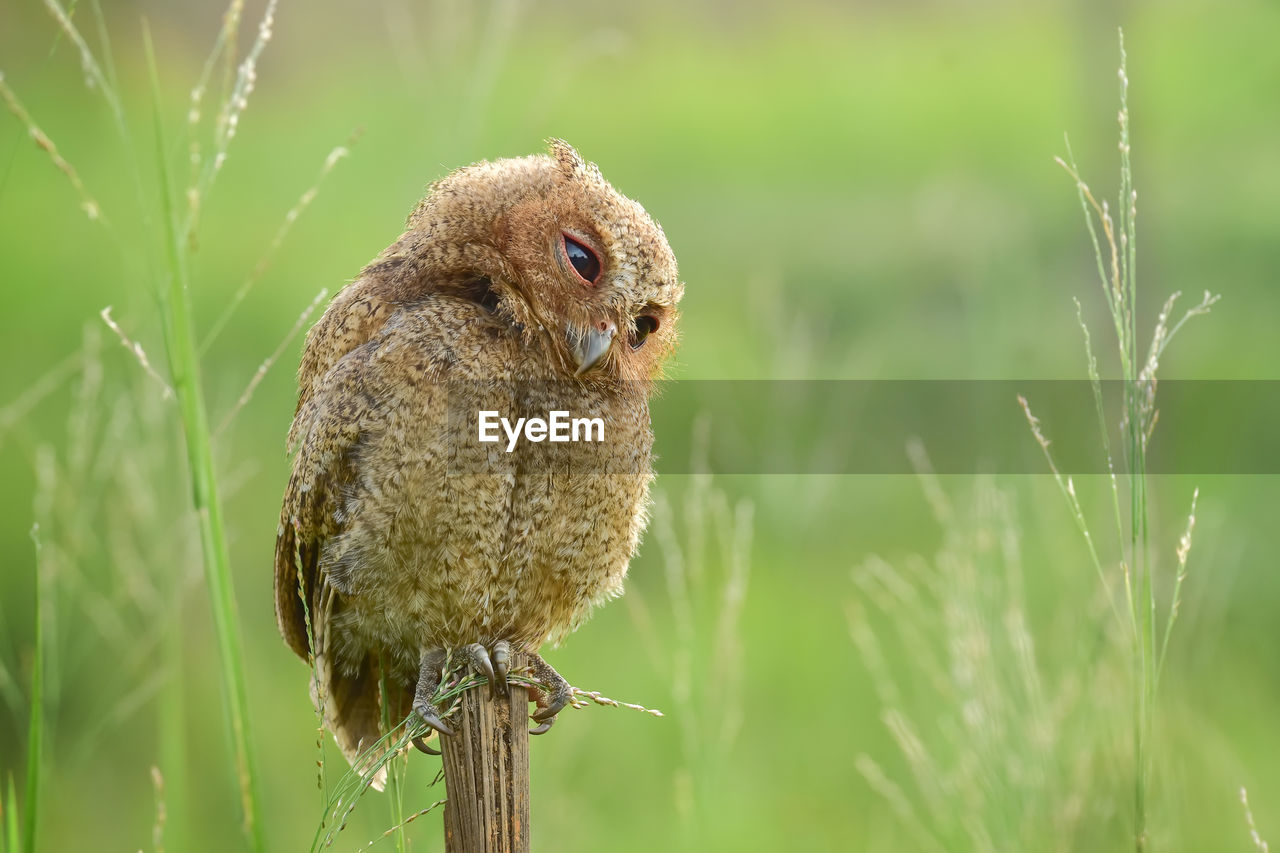 Close-up of bird perching on plant