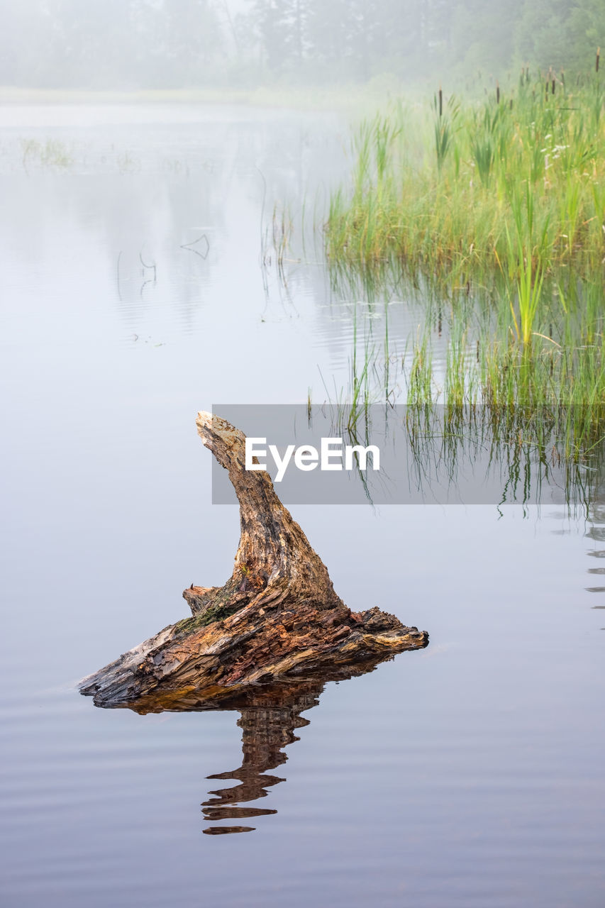 Old tree stump in the water