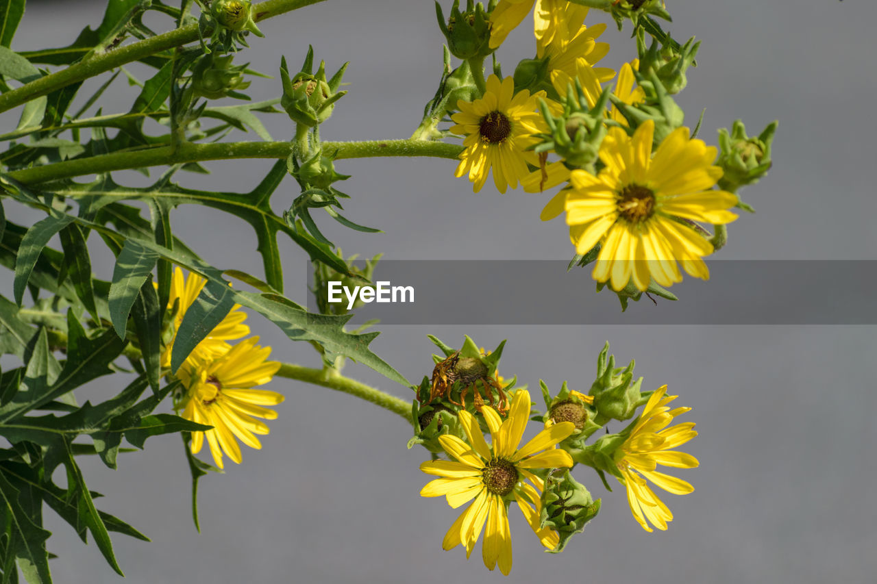 CLOSE-UP OF YELLOW FLOWERING PLANT AGAINST WHITE BACKGROUND