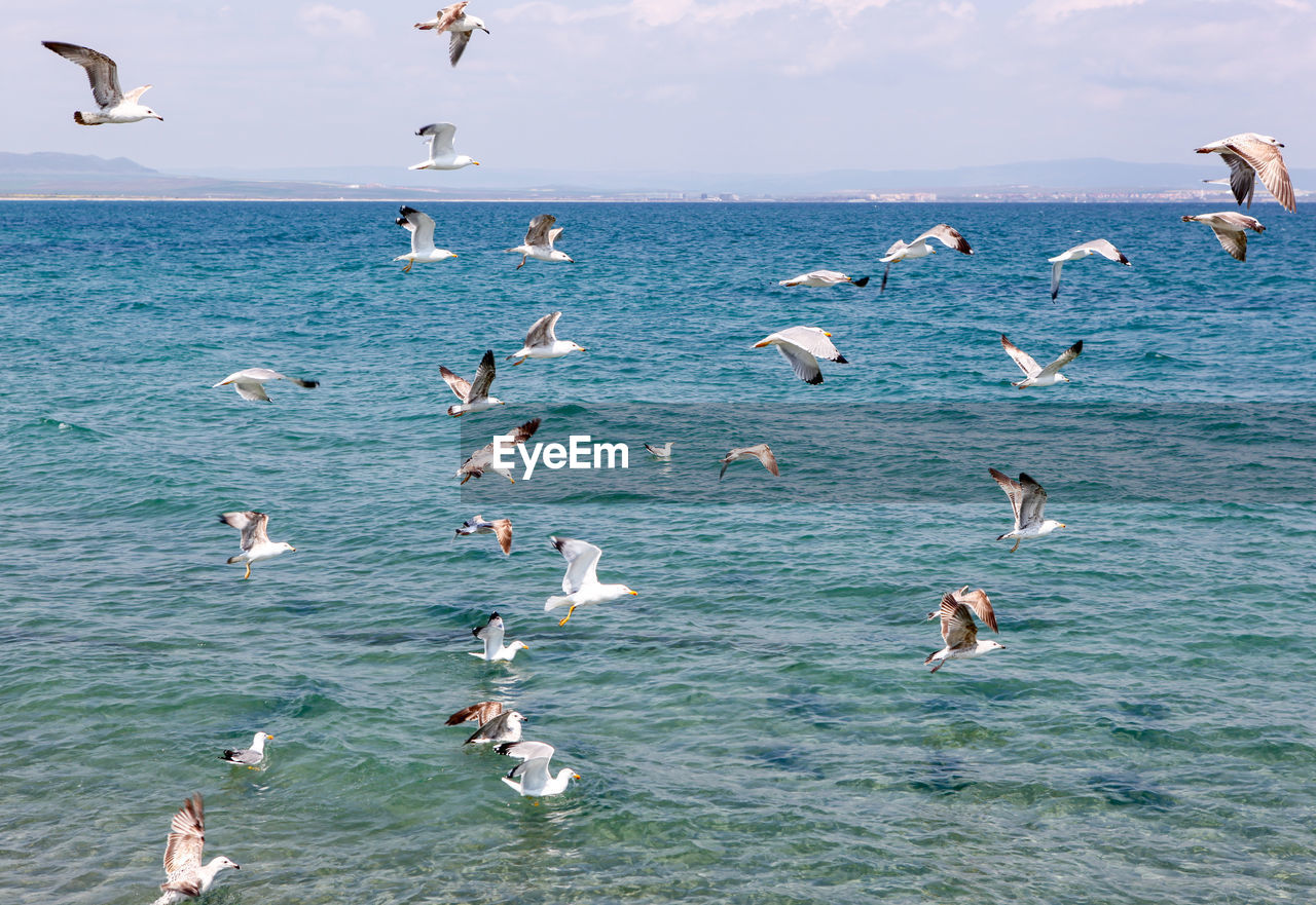 Seagulls flying over sea