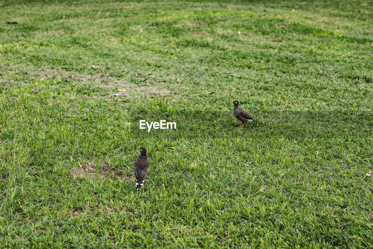 HIGH ANGLE VIEW OF TWO BIRDS ON GRASS