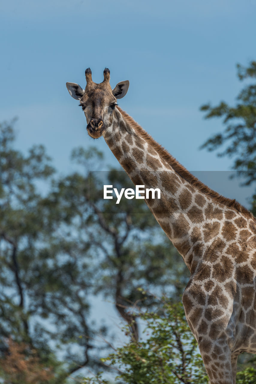 Low angle view of giraffe against trees