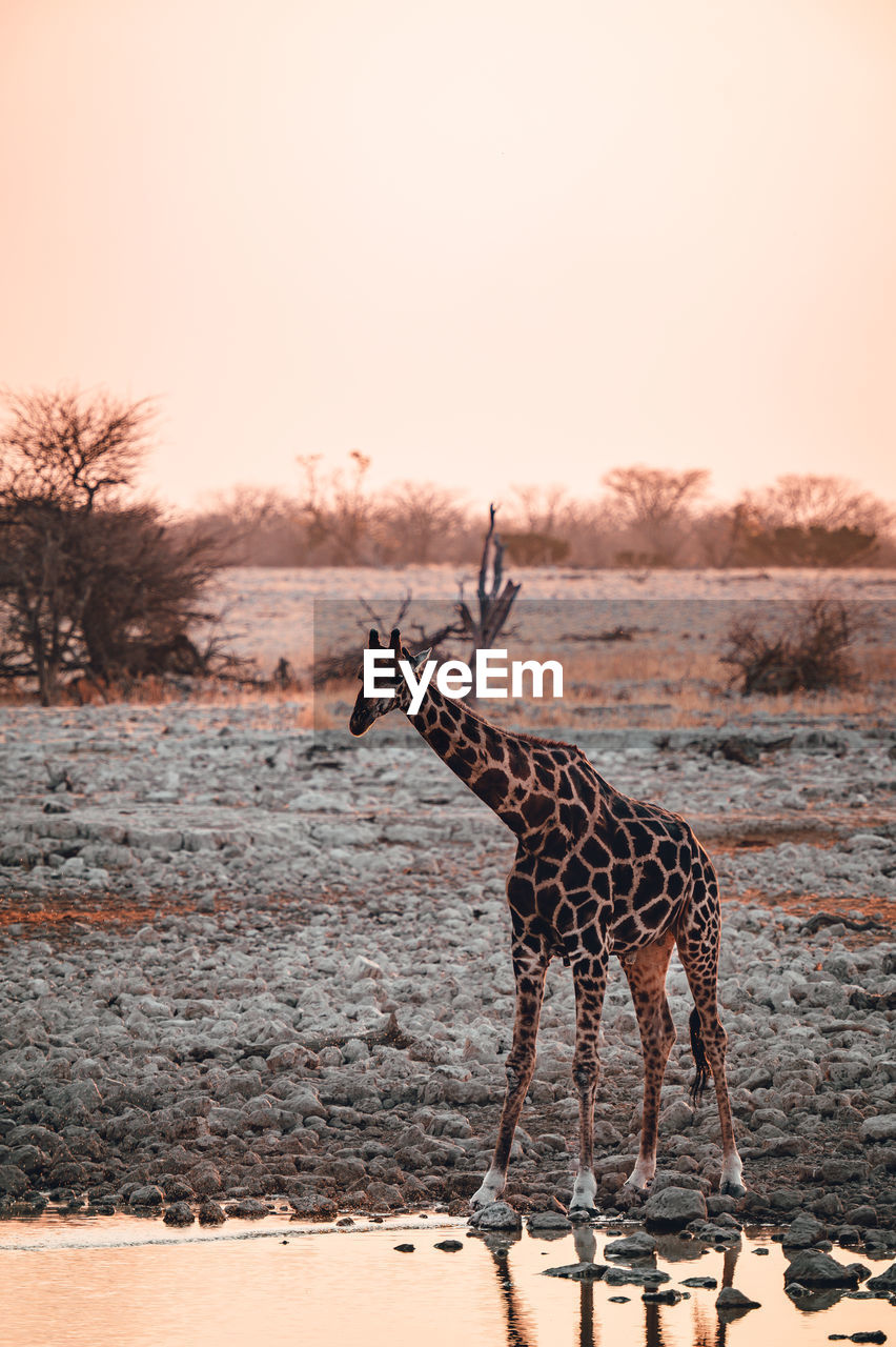 A giraffe drinking at a watering hole in etosha national park in namibia at sunset 