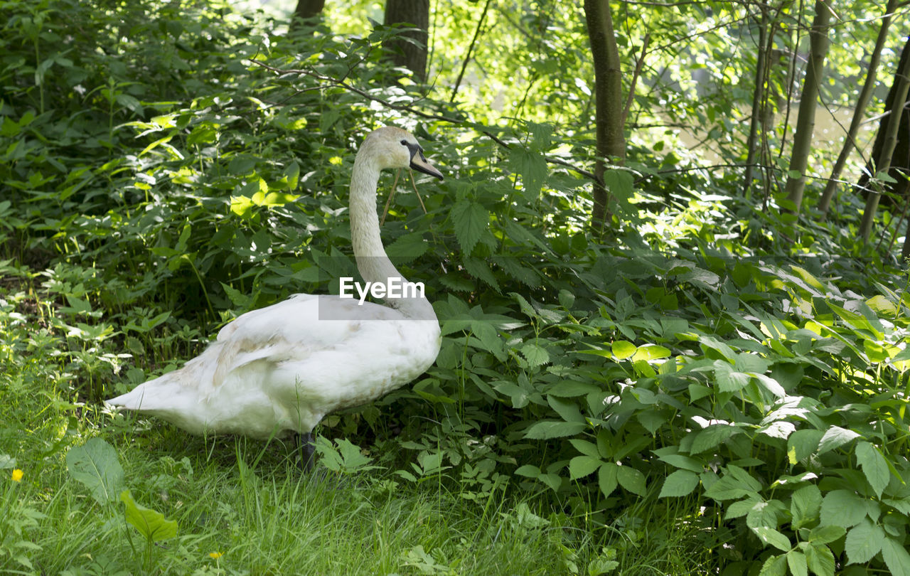 DUCK IN A FOREST